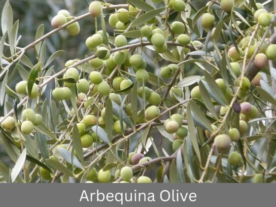 Arbequina Olive