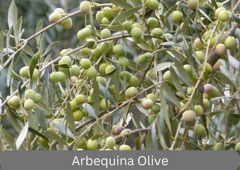 Arbequina Olive