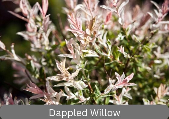 Dappled Willow