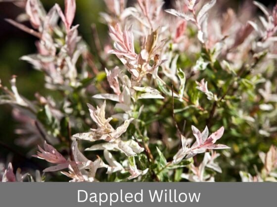 Dappled Willow