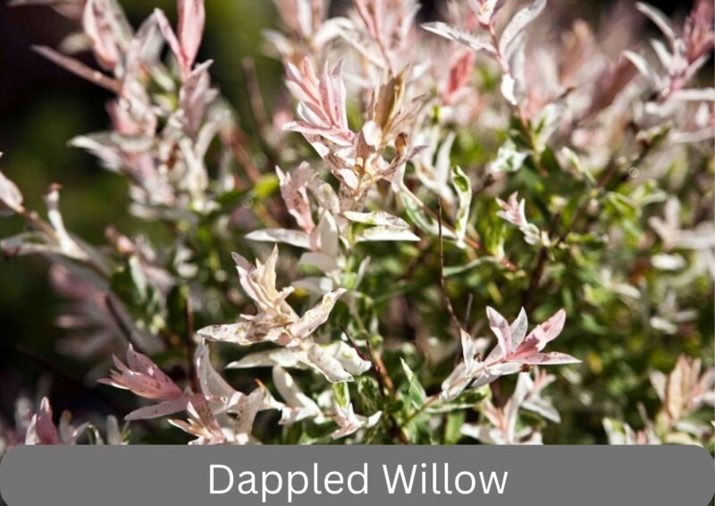 Dappled Willow